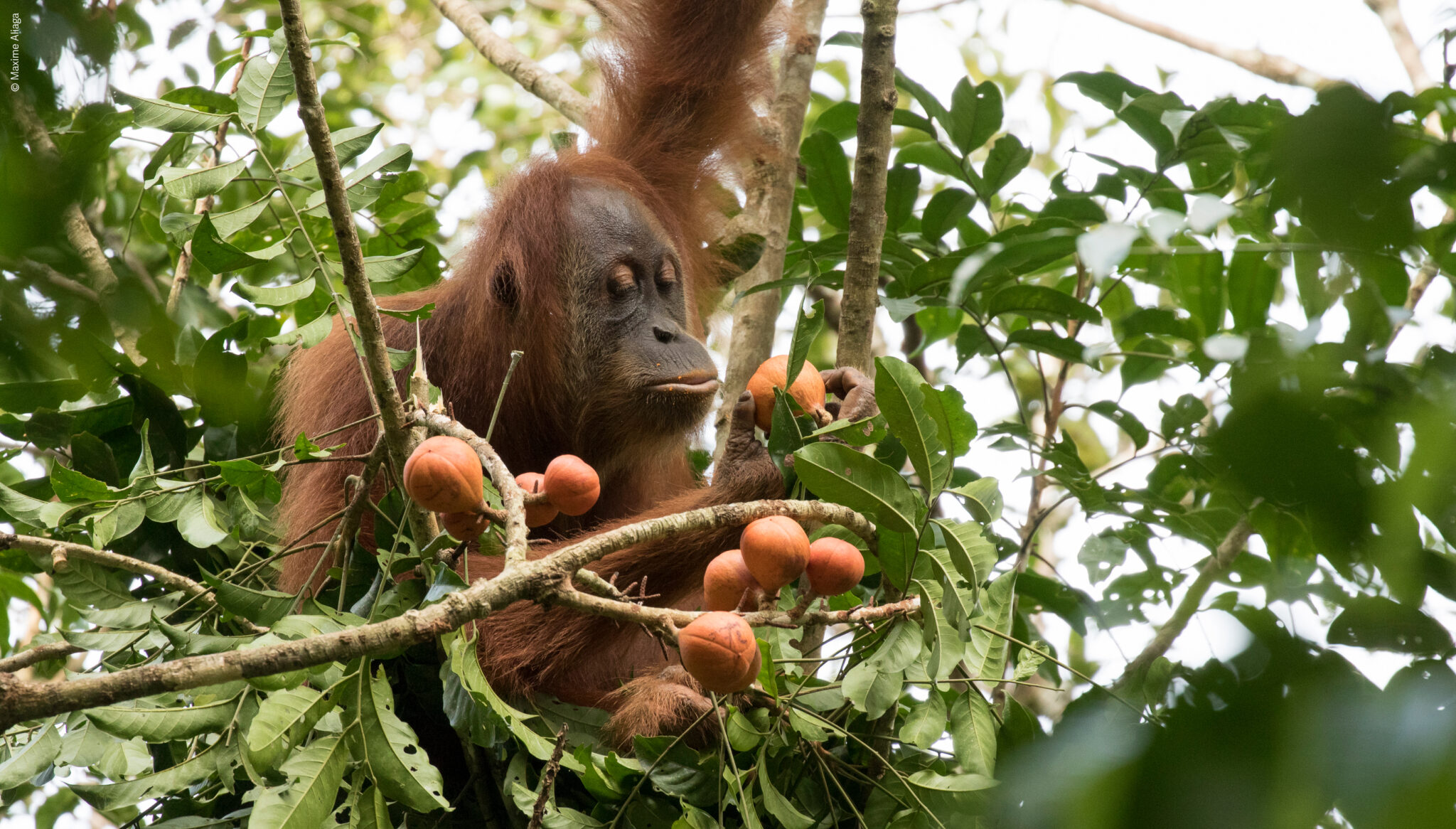 Sumatran Orangutan Conservation Programme - Paneco