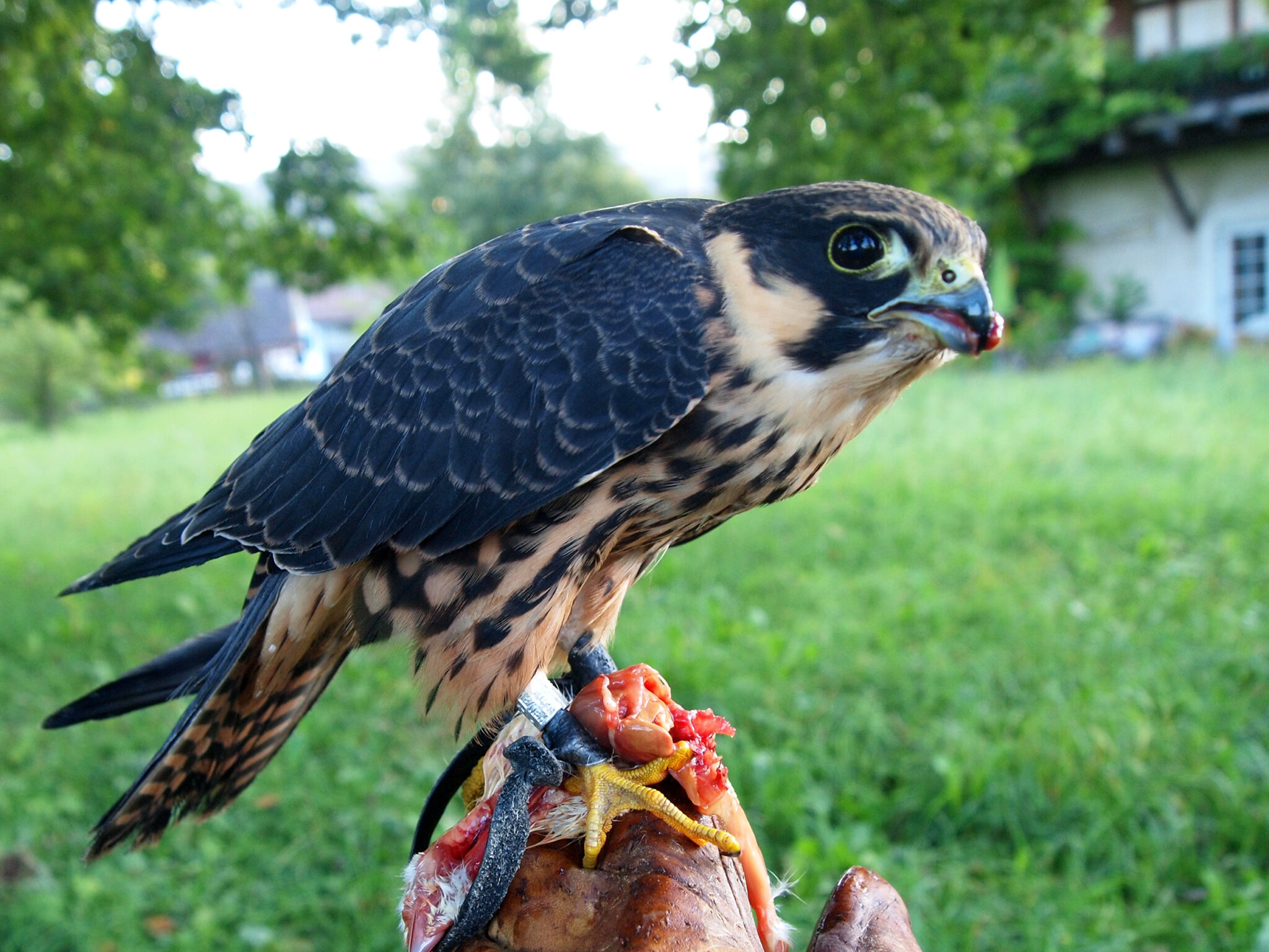 Drei Falkenarten, drei Lebensweisen Paneco